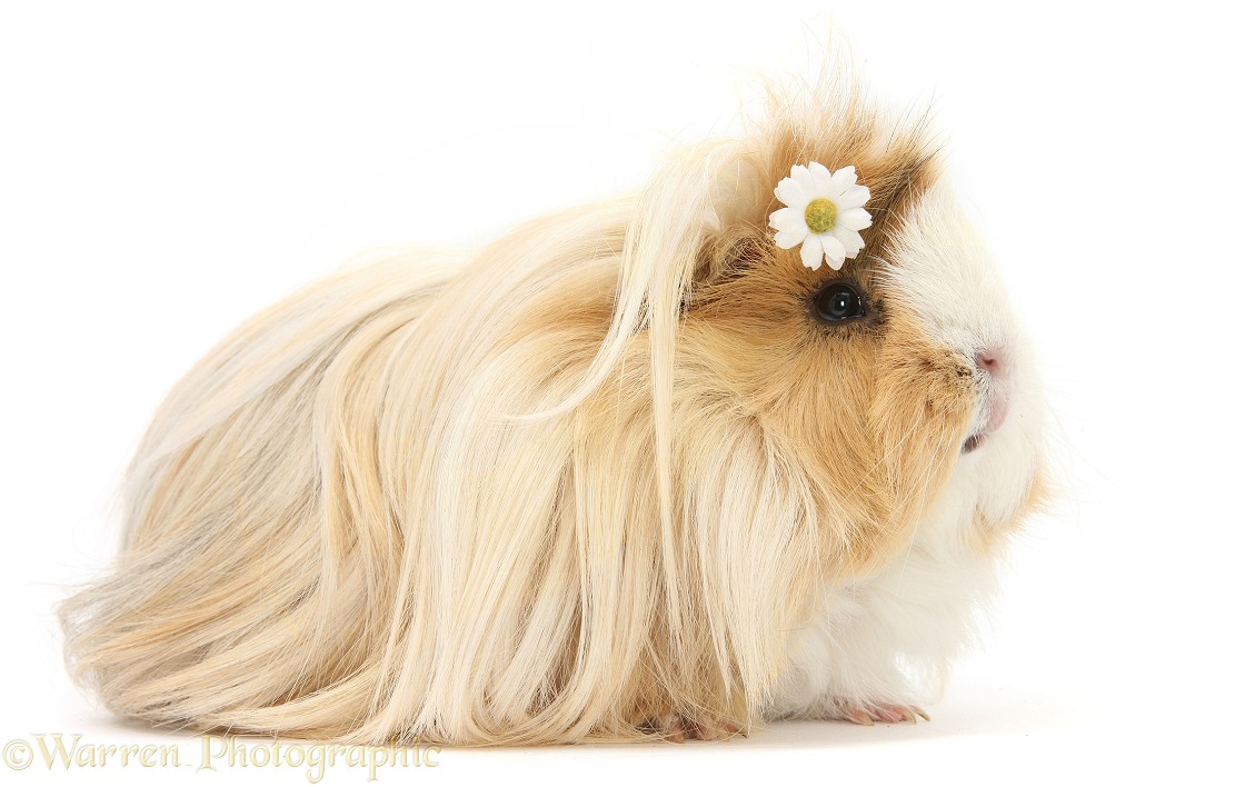 Guinea pig with flower in its hair, white background