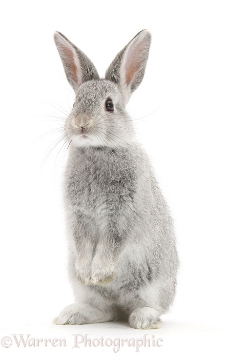 Baby silver bunny standing up, white background