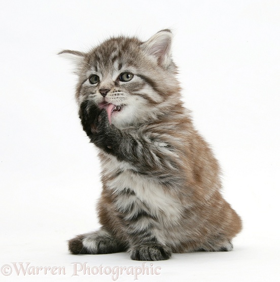 Maine Coon kitten, Goliath, grooming himself, white background