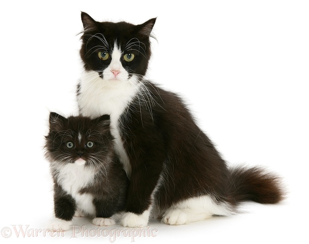 Black-and-white Persian-cross cat, Flora, and her kitten, white background