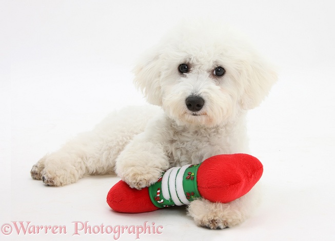 Bichon Frise dog, Louie, 5 months old, with a soft toy Christmas bone, white background