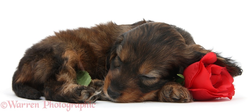 English Cockapoo pup, 6 weeks old, sleeping on a red rose, white background