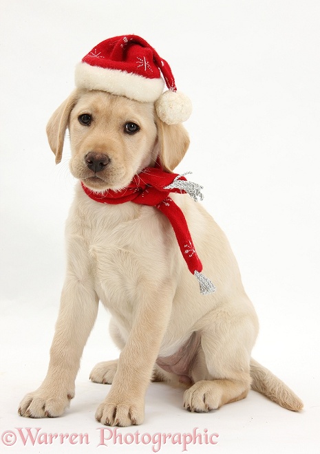 Yellow Labrador Retriever bitch pup, 10 weeks old, wearing a scarf and Father Christmas hat, white background