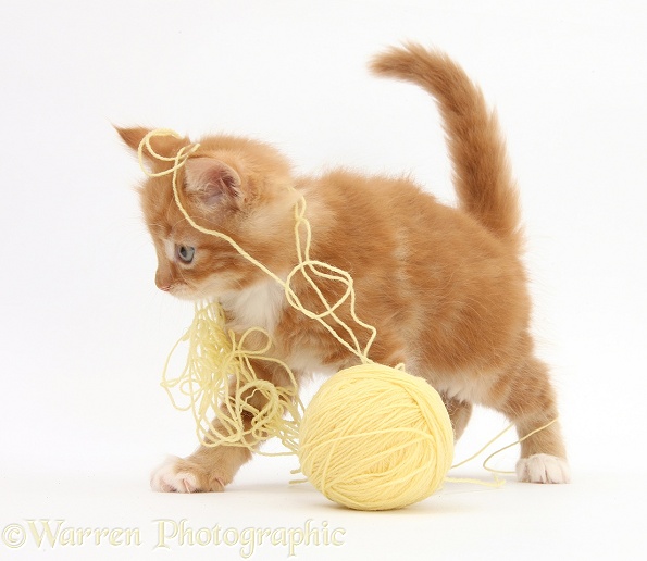 Ginger kitten, Butch, 7 weeks old, playing with a ball of yellow wool, white background