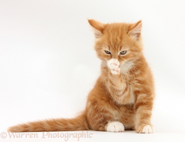 Ginger kitten, Butch, 8 weeks old, washing his a paw, white background