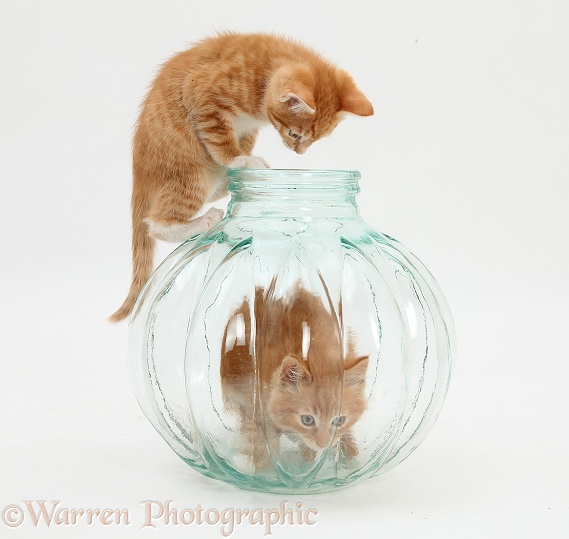 Ginger kittens, Tom and Butch, 9 weeks old, playing in a glass vase, white background