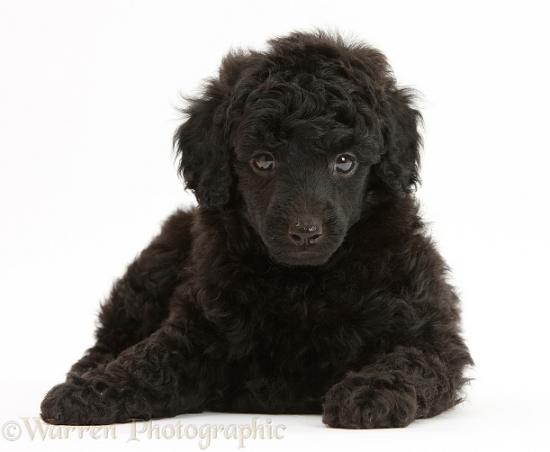 Black Toy Poodle pup, 7 weeks old, white background