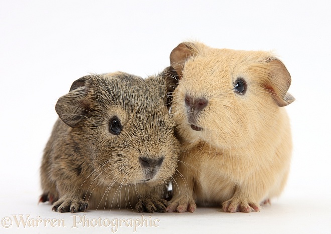 Baby yellow and agouti Guinea pigs, white background