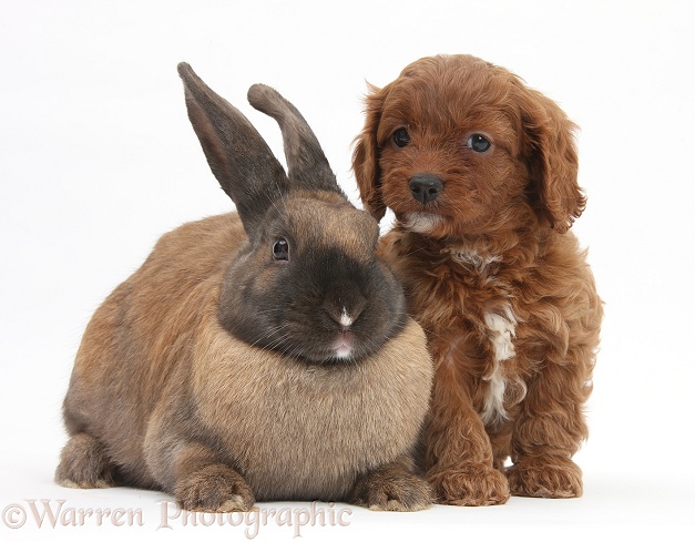 Seal-point rabbit and Cavapoo pup, 6 weeks old, white background