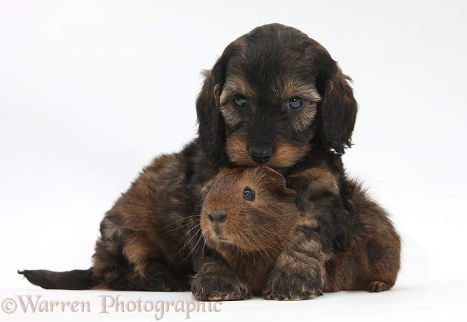 English Cockapoo pup, 6 weeks old, and Guinea pig, white background