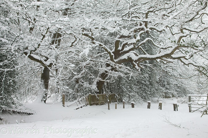 Albury Heath snow scene.  Surrey, England