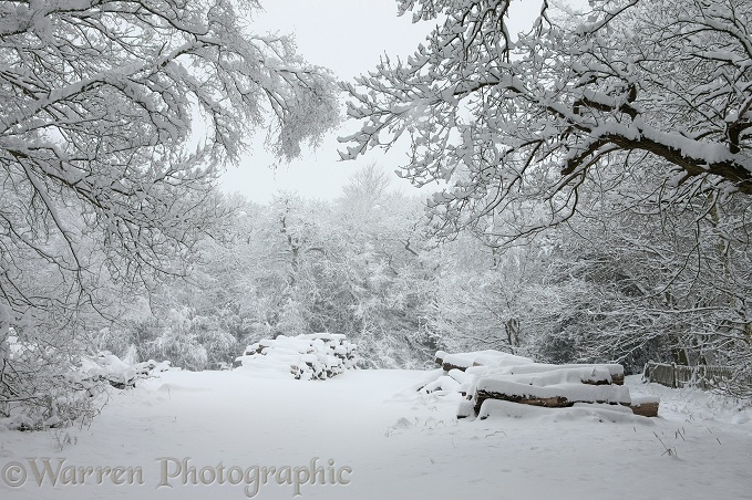 Albury Heath snow scene.  Surrey, England