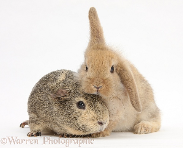 Yellow-agouti Guinea pig and baby Sandy Lop rabbit, white background