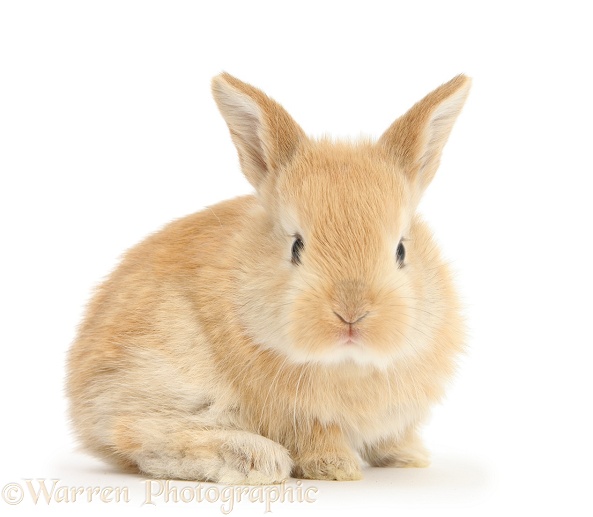 Baby Lop rabbit, white background