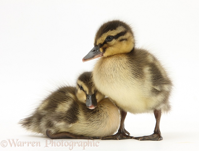 Mallard (Anas platyrhynchos) ducklings, 1 week old, white background