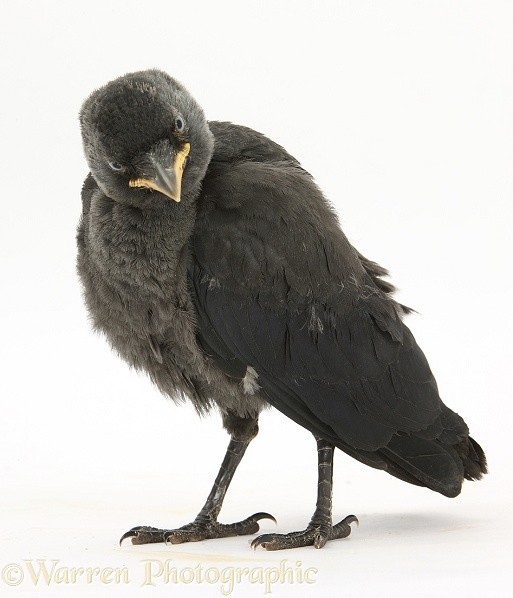 Baby Jackdaw (Corvus monedula), white background