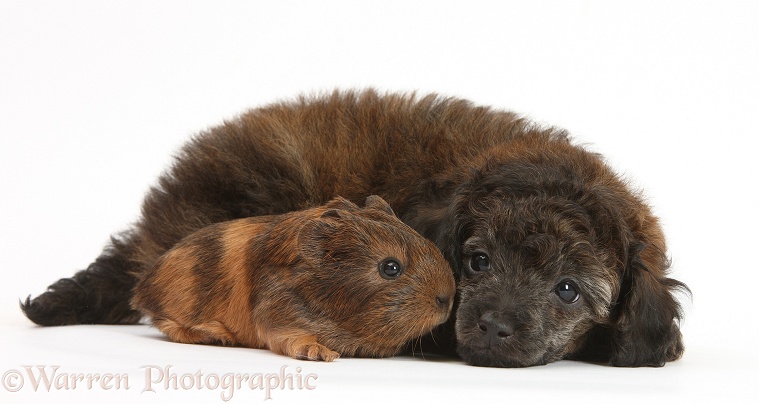 Red merle Toy Poodle pup, and baby Guinea pig, white background
