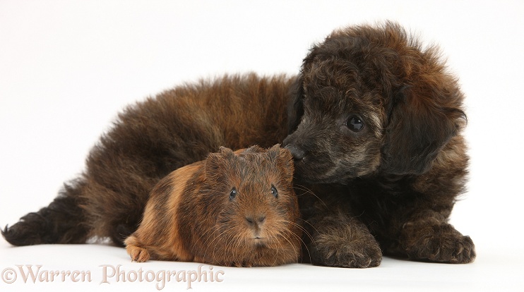 Red merle Toy Poodle pup, and baby Guinea pig, white background