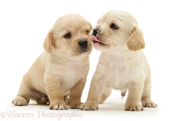Westie x Cavalier pups, white background