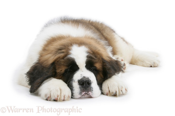 Saint Bernard puppy, Vogue, asleep, white background