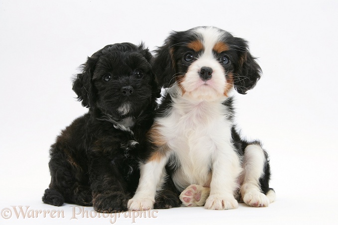 Shetland Sheepdog x Poodle pup, 7 weeks old, and tricolour Cavalier King Charles Spaniel pup, white background