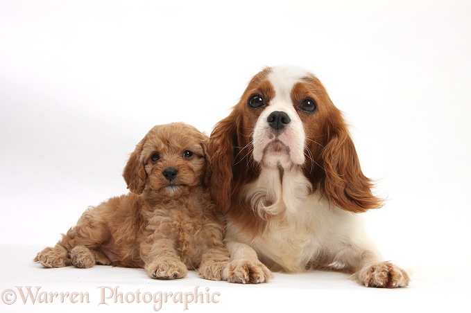 Cavalier King Charles Spaniel and Cavapoo pup, white background
