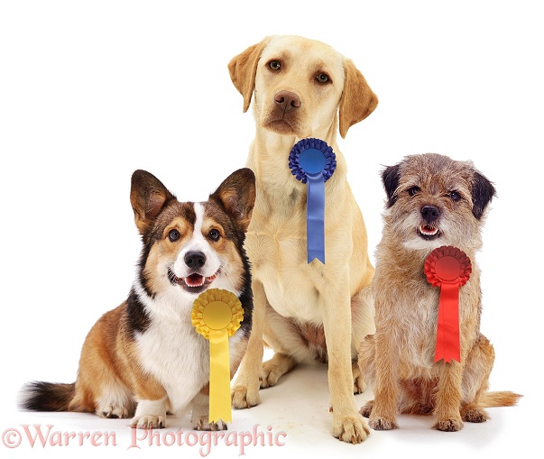 Dog politicians - Corgi, Yellow Labrador Retriever, and Border Terrier wearing rosettes, white background