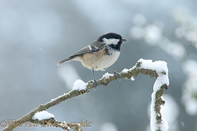 Coal Tit (Parus ater) on a snowy branch