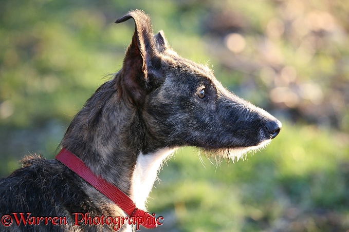 Deerhound lurcher Kite portrait in low sun