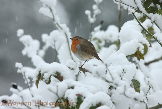 European Robin (Erithacus rubecula) on a cold winter's day