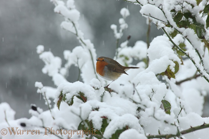 European Robin (Erithacus rubecula) on a cold winter's day