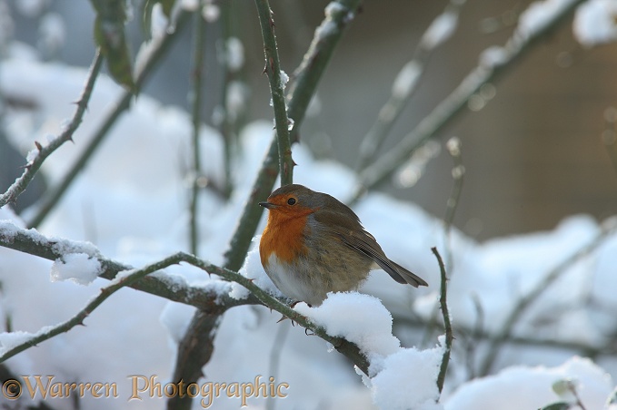 European Robin (Erithacus rubecula) on a cold winter's day