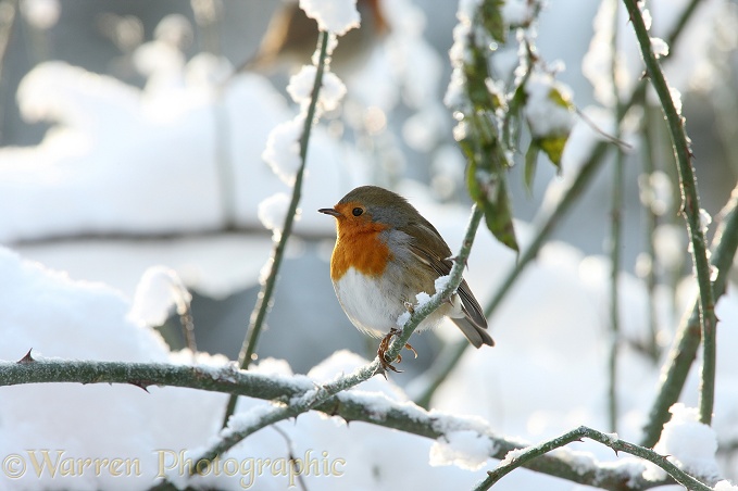 European Robin (Erithacus rubecula) on a cold winter's day