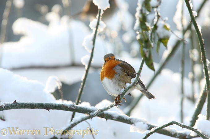 European Robin (Erithacus rubecula) on a cold winter's day