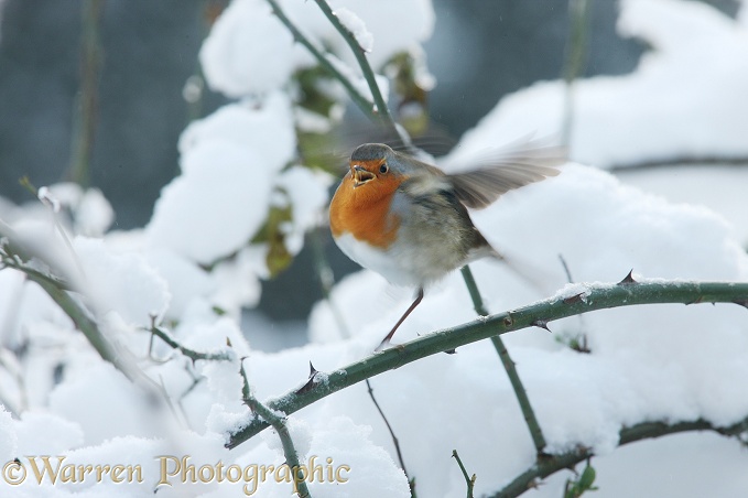 European Robin (Erithacus rubecula) challenging a passing rival on a cold winter's day