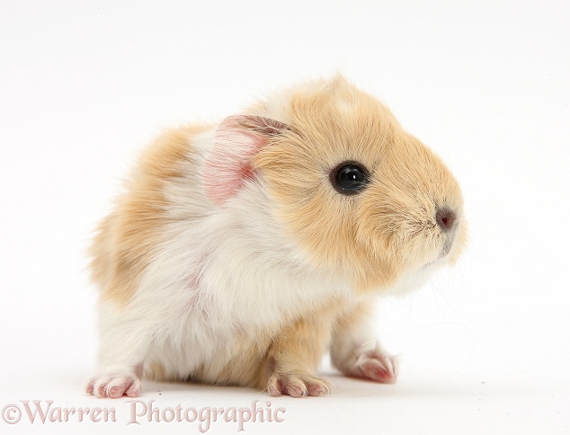 1 day old baby Guinea pig, white background