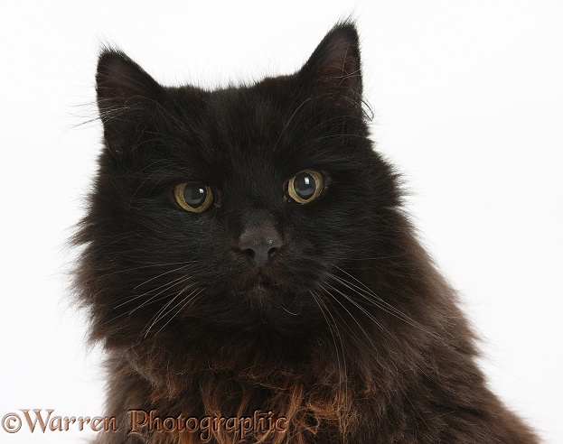 Dark chocolate cat, Scruffy, white background