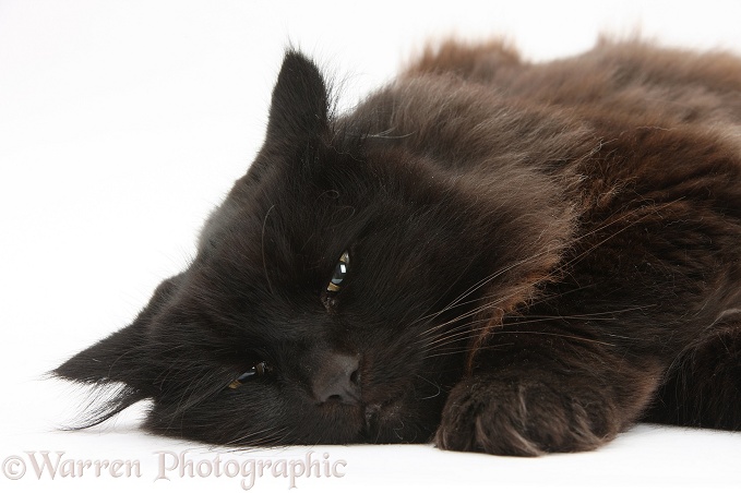 Dark chocolate cat, Scruffy, lying down, white background