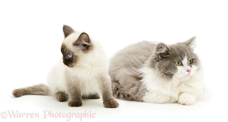 Pair of cats being unfriendly and ignoring each other, white background