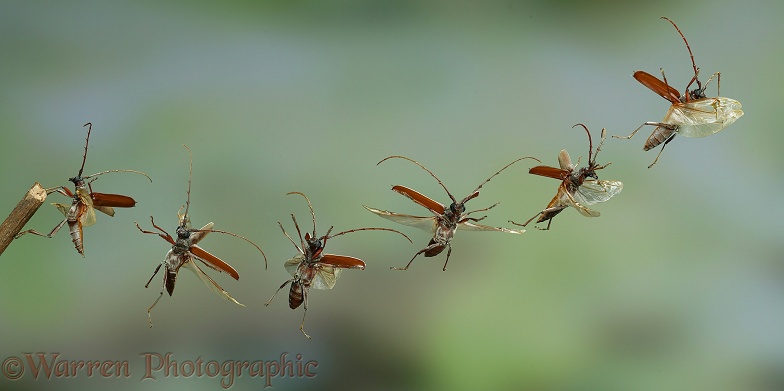 Longhorn beetle (Cerambycidae) taking off