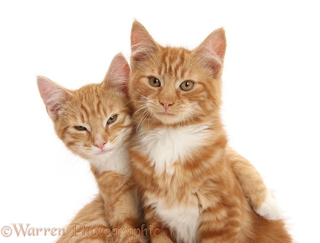 Two ginger kittens, Tom and Butch, 3 months old, lounging together, white background