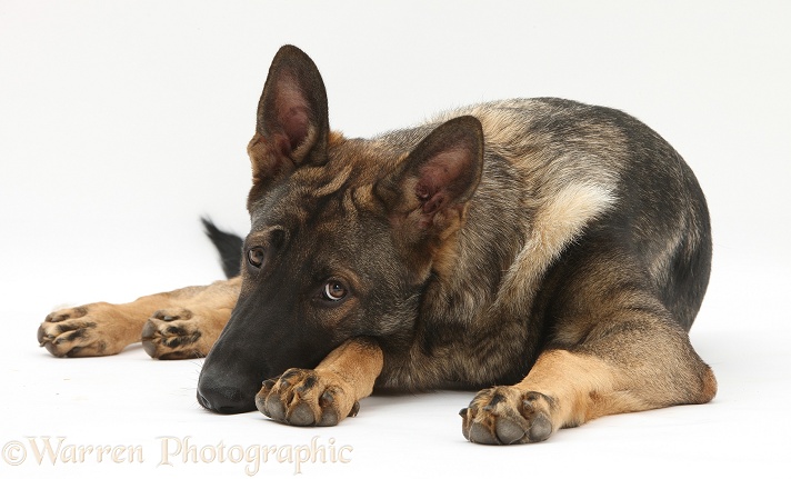 German Shepherd Dog, Buster, lying with his chin on the floor, white background