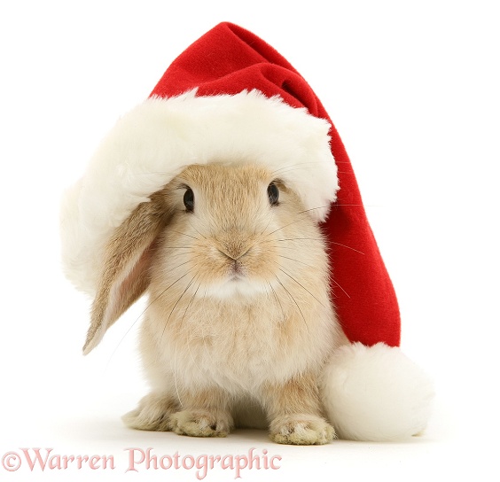 Rabbit wearing a Father Christmas hat, white background