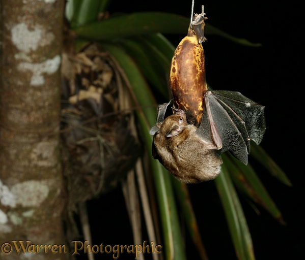 Short-tailed Fruit Bat (Carollia perspicillata) clinging to a banana, hung as bait