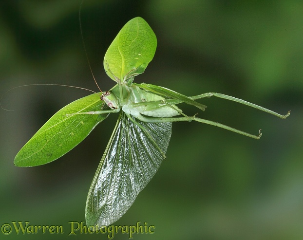 Katydid (Tettigoniidae) in flight