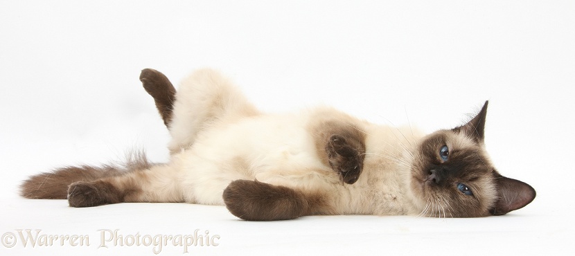 Birman-cross cat, rolling, white background