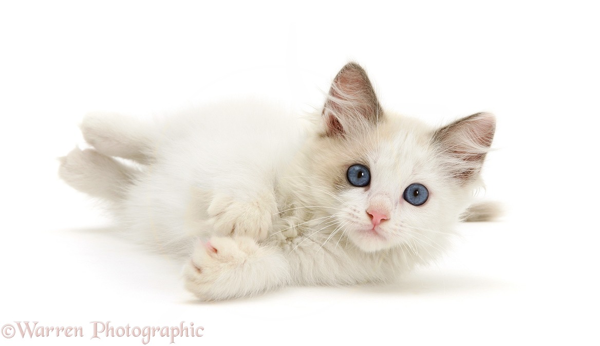 Blue-eyed Ragdoll kitten, white background