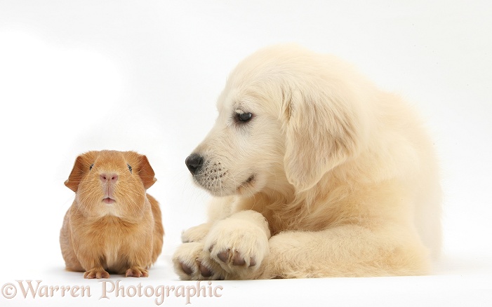 Golden Retriever pup, Daisy, 16 weeks old, and red Guinea pig, white background