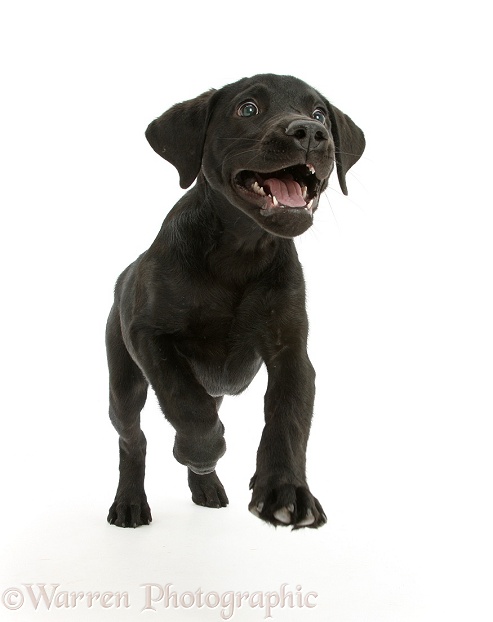 Black Labrador Retriever pup, Sam, running, white background