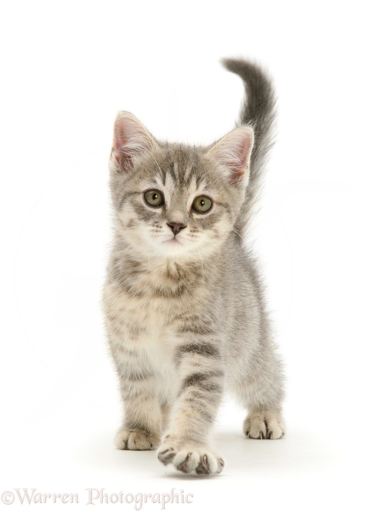 Grey tabby kitten walking, white background